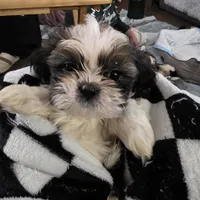 Suches, a male Shih Tzu for sale in Rockwell, NC – Photo 3 of 8