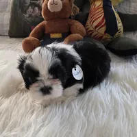 Suches, a male Shih Tzu for sale in Rockwell, NC – Photo 5 of 8