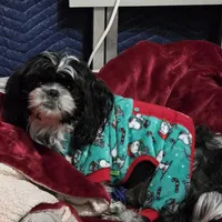 Suches, a male Shih Tzu for sale in Rockwell, NC – Photo 4 of 8