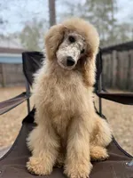 Buffie Lane, a female Poodle - Standard  for sale in Jacksonville, FL – Photo 4 of 4