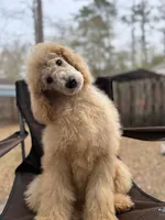 Buffie Lane, a female Poodle - Standard  for sale in Jacksonville, FL – Photo 2 of 4