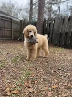 Buffie Lane, a female Poodle - Standard  for sale in Jacksonville, FL – Photo 1 of 4