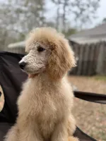 Buffie Lane, a female Poodle - Standard  for sale in Jacksonville, FL – Photo 3 of 4