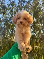 Lulu, a female Maltipoo for sale in Burbank, CA – 1 of 1