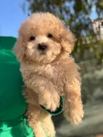 QUEEN, a female Maltipoo for sale in Burbank, CA – 1 of 1