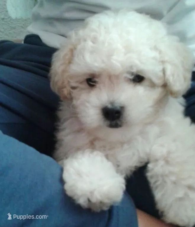 king – Poodle - Toy  puppy for sale in Burbank, CA