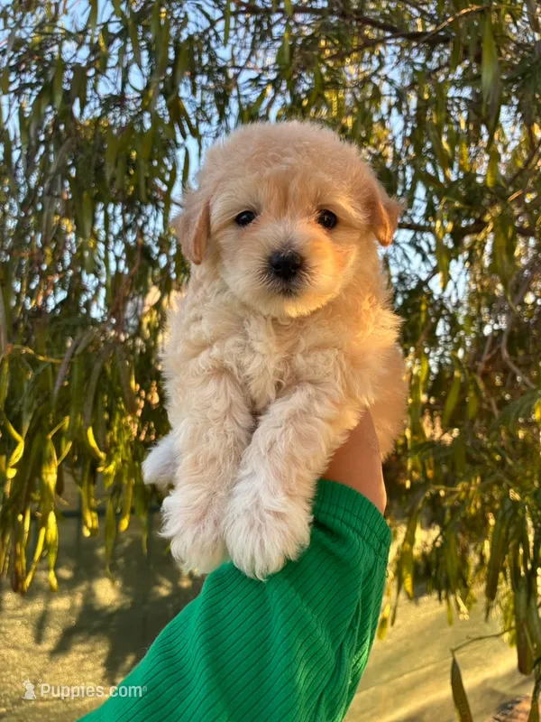 BOB – Maltipoo puppy for sale in Burbank, CA