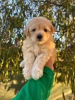 BOB, a male Maltipoo for sale in Burbank, CA – 1 of 1