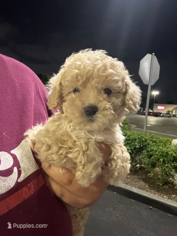 kira – Poodle - Toy  puppy for sale in Burbank, CA