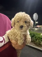 kira, a female Poodle - Toy  for sale in Burbank, CA – 1 of 1