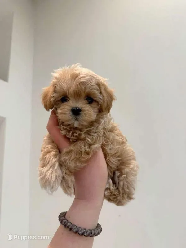 queen – Maltipoo puppy for sale in Burbank, CA