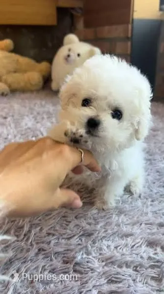 zoe – Poodle - Toy  puppy for sale in Burbank, CA