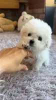 zoe, a female Poodle - Toy  for sale in Burbank, CA – 1 of 1