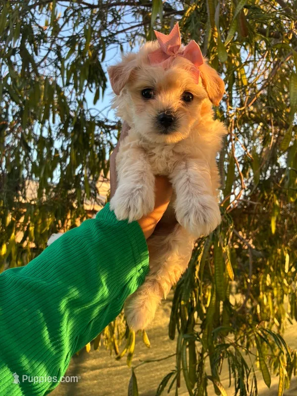Mia – Maltipoo puppy for sale in Burbank, CA