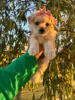 Mia, a female Maltipoo for sale in Burbank, CA – 1 of 1