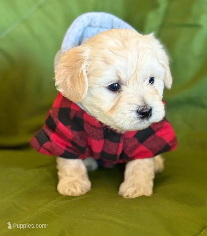 nico – Maltipoo puppy for sale in Los Angeles, CA