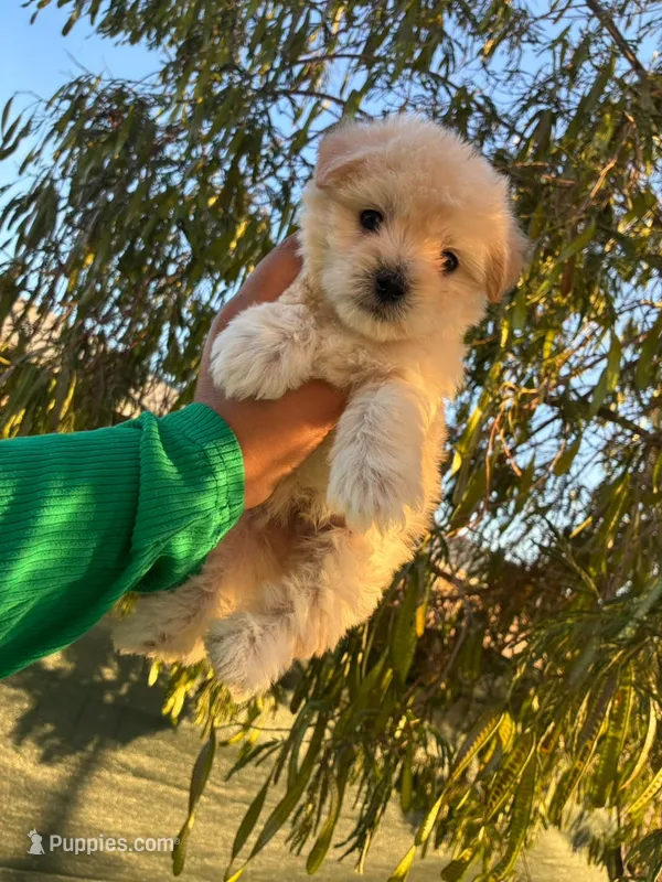 BABY – Maltipoo puppy for sale in Burbank, CA