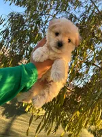 BABY, a male Maltipoo for sale in Burbank, CA – 1 of 1