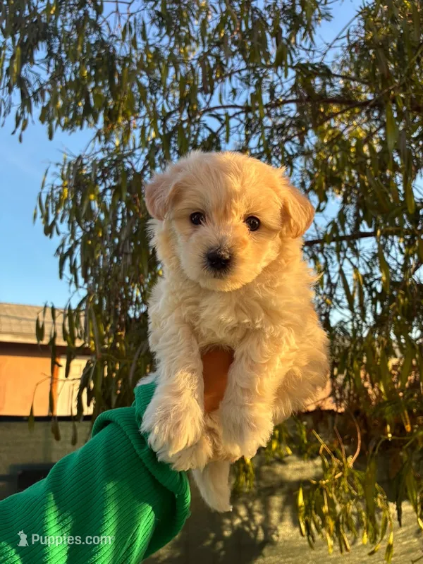 LEO – Maltipoo puppy for sale in Burbank, CA