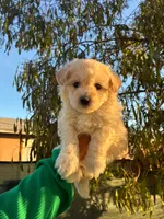 LEO, a male Maltipoo for sale in Burbank, CA – 1 of 1