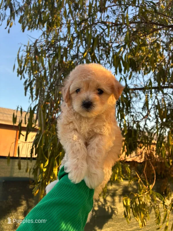 NIKE – Maltipoo puppy for sale in Burbank, CA