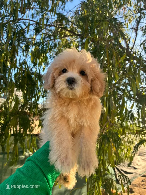LOVE – Maltipoo puppy for sale in Burbank, CA