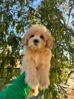 LOVE, a female Maltipoo for sale in Burbank, CA – 1 of 1