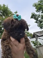 Orange Collar Yorkipoo 🧡, a female Yorkipoo for sale in Central Islip, NY – 2 of 4