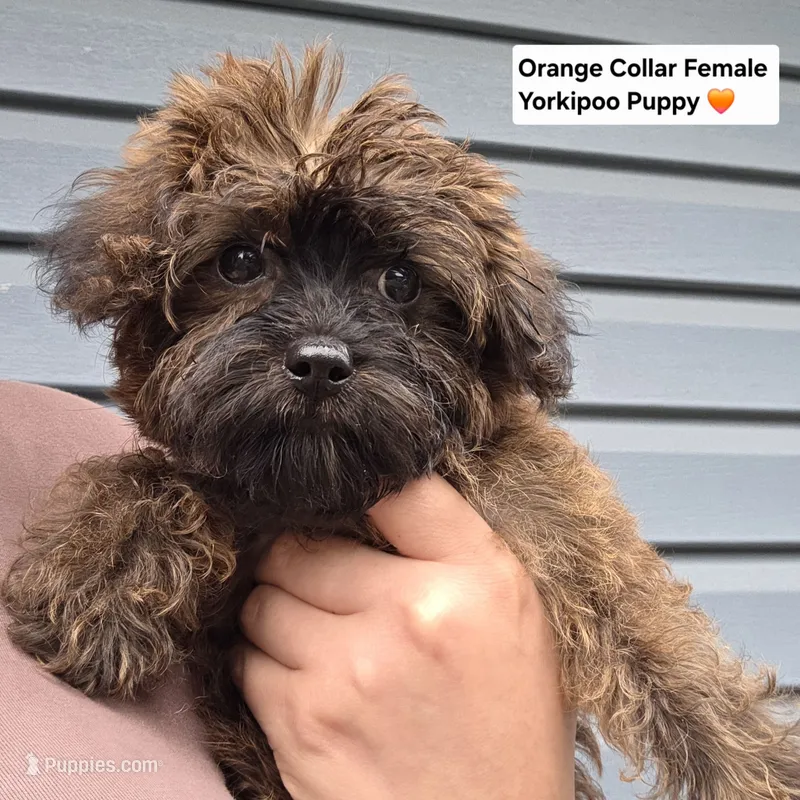 Yorkiepoo Female, 3 Months Old, Orange Collar 🧡 – Yorkipoo puppy for sale in Central Islip, NY