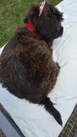 Red Collar ❤️ Yorkipoo Female, a female Yorkipoo for sale in Central Islip, NY – 3 of 3
