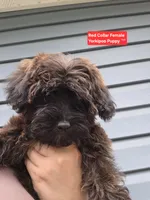 Yorkipoo Female 3-Month-Old puppy red Collar ❤️, a female Yorkipoo for sale in Central Islip, NY – 2 of 6