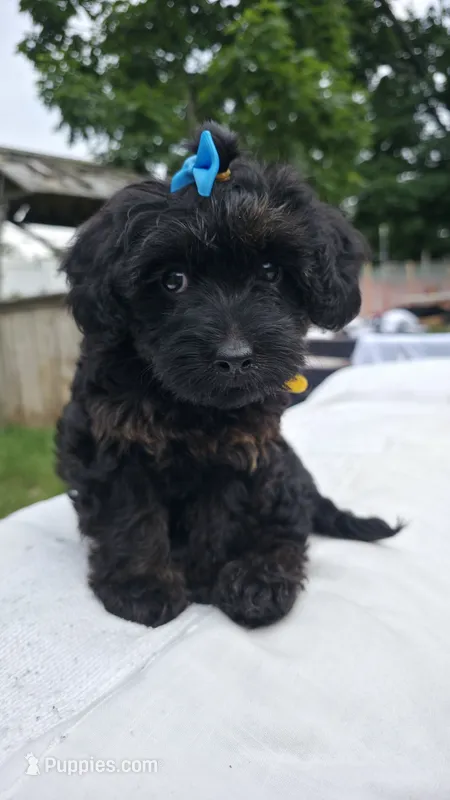 Yellow Collar 💛 – Yorkipoo puppy for sale in Central Islip, NY