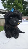 Yellow Collar 💛, a female Yorkipoo for sale in Central Islip, NY – 1 of 2