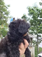 Brown collar 🤎 yorkipoo Female, a female Yorkipoo for sale in Central Islip, NY – 2 of 3