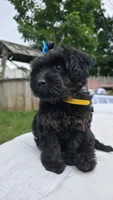Yellow Collar 💛, a female Yorkipoo for sale in Central Islip, NY – 2 of 2