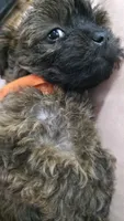 Orange Collar Yorkipoo 🧡, a female Yorkipoo for sale in Central Islip, NY – 3 of 4