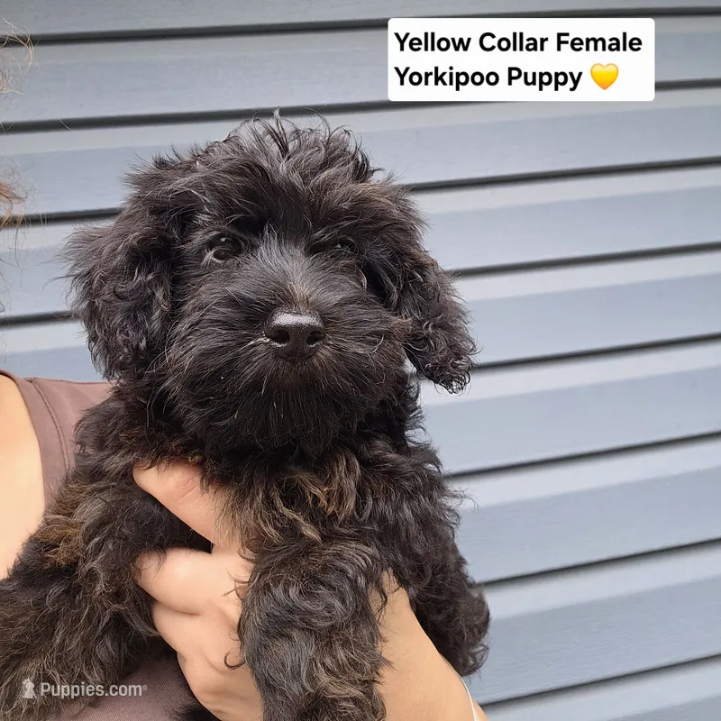 Yorkiepoo Female 3-Month-Old yellow Collar 💛 – Yorkipoo puppy for sale in Central Islip, NY