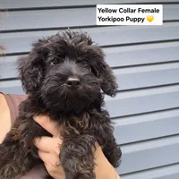 Yorkiepoo Female 3-Month-Old yellow Collar 💛, a female Yorkipoo for sale in Central Islip, NY – 1 of 4