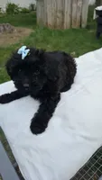 Brown collar 🤎 yorkipoo Female, a female Yorkipoo for sale in Central Islip, NY – 3 of 3