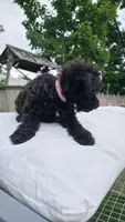 Pink Collar Yorkipoo, a female Yorkipoo for sale in Central Islip, NY – 3 of 3