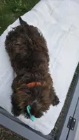 Orange Collar Yorkipoo 🧡, a female Yorkipoo for sale in Central Islip, NY – 4 of 4