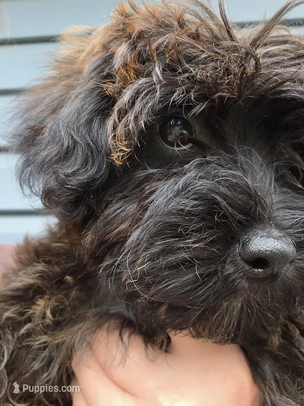 Yorkipoo Female 3-Month-Old puppy red Collar ❤️ – Yorkipoo puppy for sale in Central Islip, NY