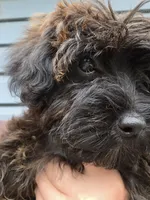 Yorkipoo Female 3-Month-Old puppy red Collar ❤️, a female Yorkipoo for sale in Central Islip, NY – 1 of 6
