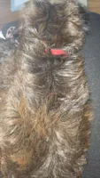 Yorkipoo Female 3-Month-Old puppy red Collar ❤️, a female Yorkipoo for sale in Central Islip, NY – 4 of 6