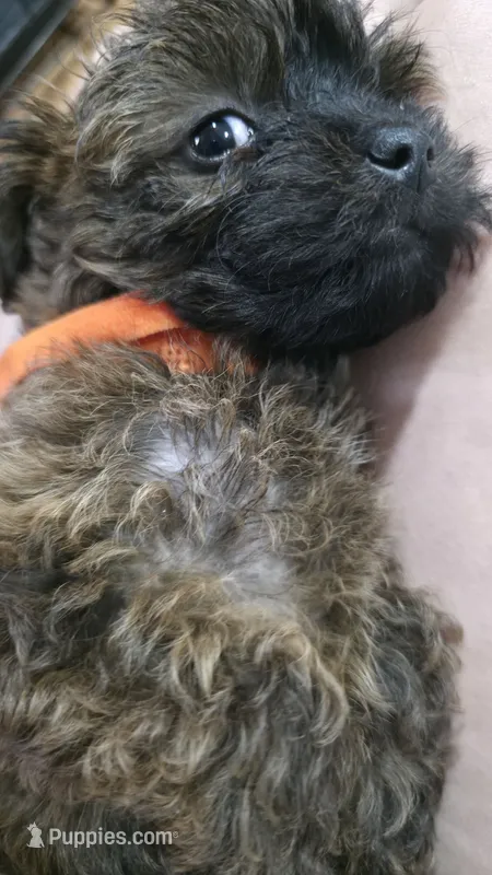 Orange Collar Yorkipoo 🧡 – Yorkipoo puppy for sale in Central Islip, NY