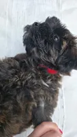 Red Collar ❤️ Yorkipoo Female, a female Yorkipoo for sale in Central Islip, NY – 2 of 3