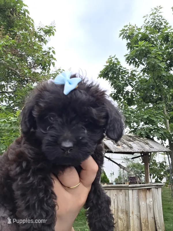 Brown collar 🤎 yorkipoo Female – Yorkipoo puppy for sale in Central Islip, NY