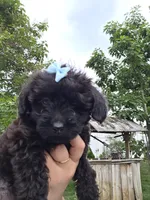 Brown collar 🤎 yorkipoo Female, a female Yorkipoo for sale in Central Islip, NY – 1 of 3