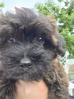 Red Collar ❤️ Yorkipoo Female, a female Yorkipoo for sale in Central Islip, NY – 1 of 3