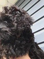 Yorkiepoo Female 3-Month-Old yellow Collar 💛, a female Yorkipoo for sale in Central Islip, NY – 4 of 4
